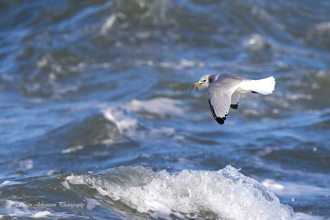 Tretig ms / Kittiwake Rissa tridactyla 