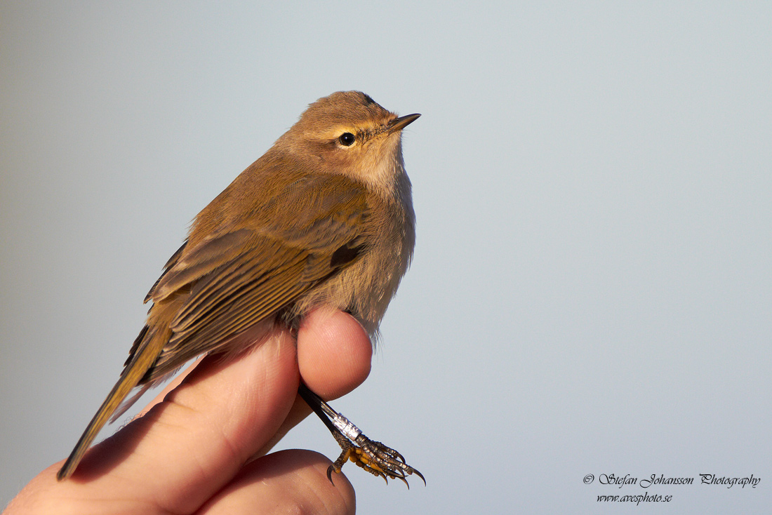 Phylloscopus collybita