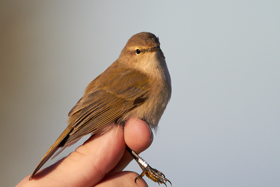 Phylloscopus collybita