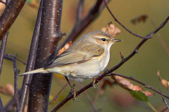 Phylloscopus collybita