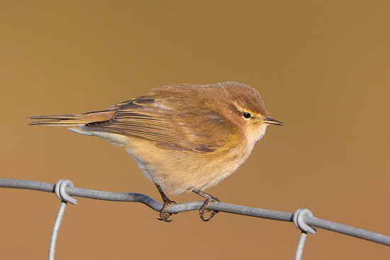 Phylloscopus collybita