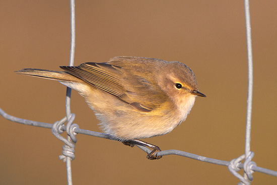 Phylloscopus collybita