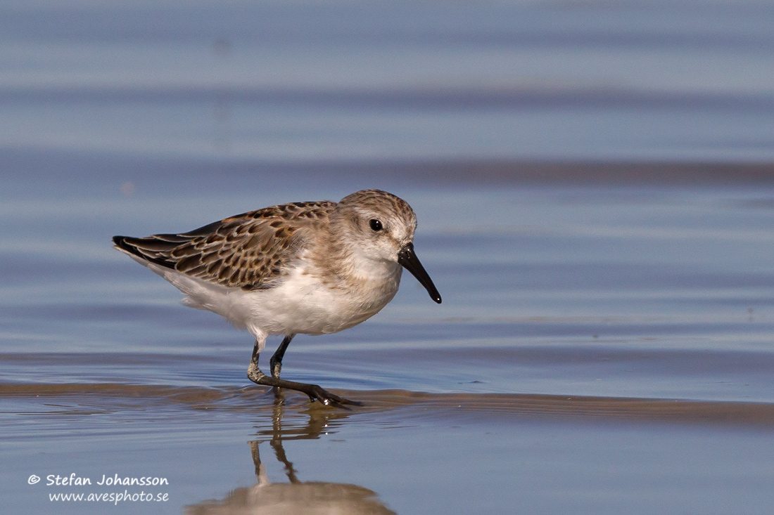 Tundrasnppa / Western Sandpiper Calidris mauri 