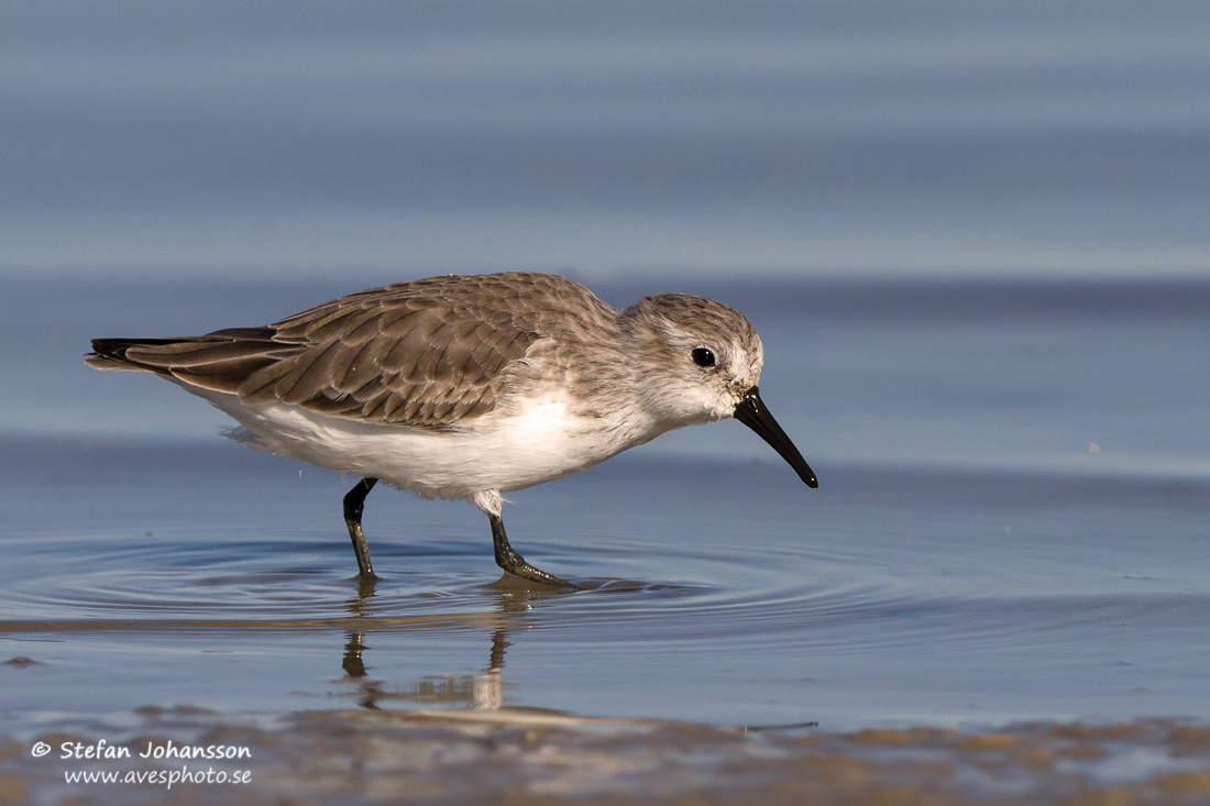 Tundrasnppa / Western Sandpiper Calidris mauri 