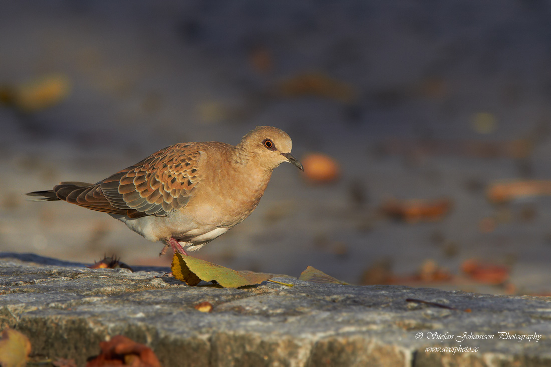 Turturduva / Turtle Dove Streptopelia turtur 