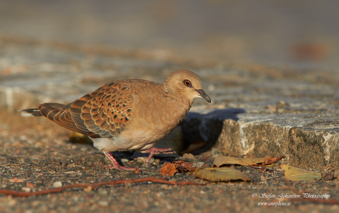 Turturduva / Turtle Dove Streptopelia turtur 