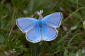 Vpplingblvinge / Turquoise Blue Polyommatus dorylas 