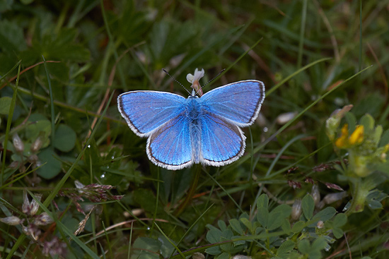 Vpplingblvinge / Turquoise Blue Polyommatus dorylas 