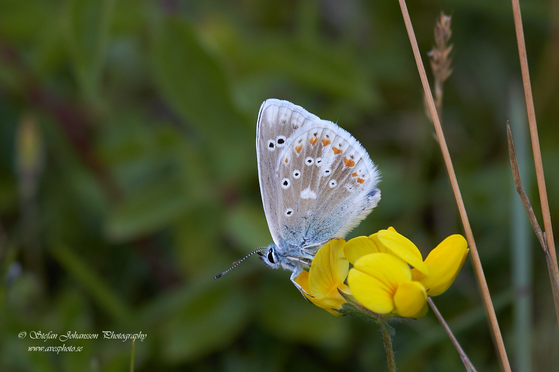 Vpplingblvinge / Turquoise Blue Polyommatus dorylas 