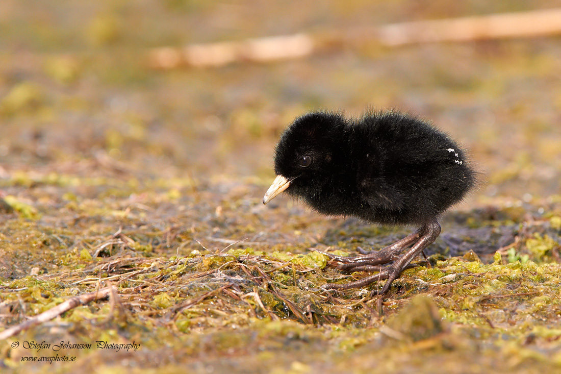 Vattenrall / Water Rail Rallus aquaticus 