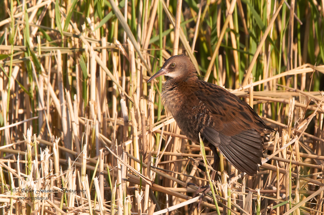 Vattenrall / Water Rail Rallus aquaticus 