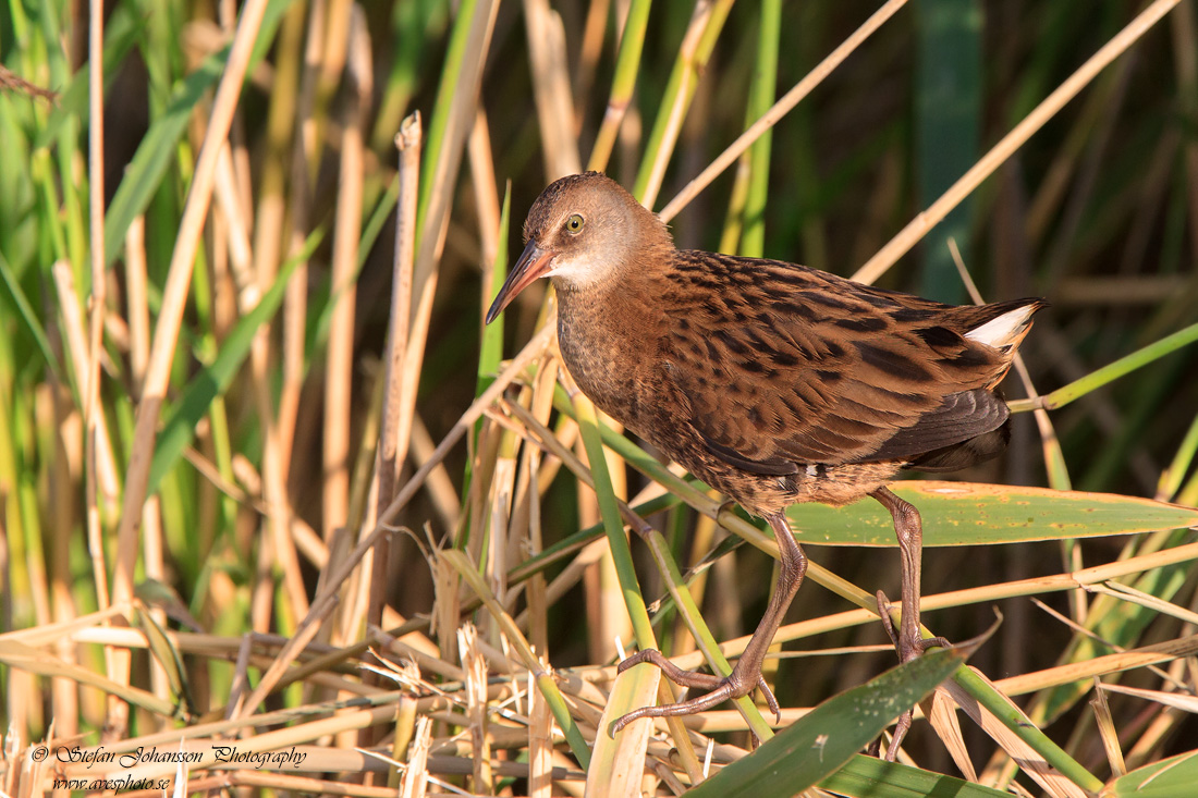 Vattenrall / Water Rail Rallus aquaticus 