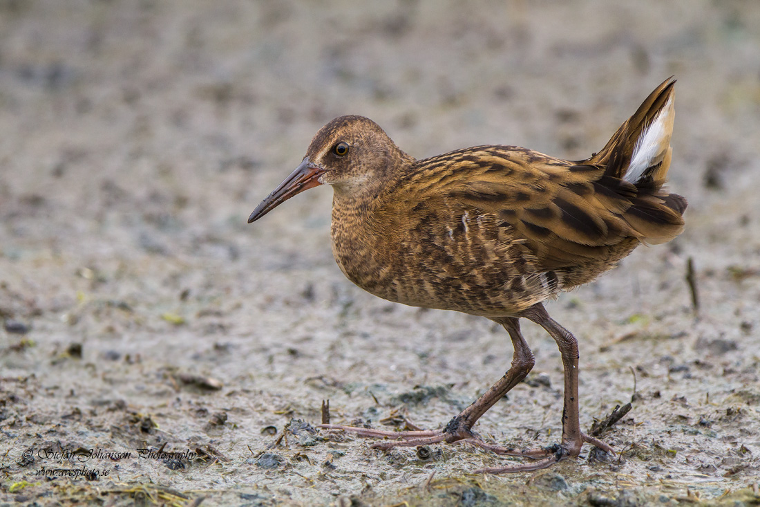 Vattenrall / Water Rail Rallus aquaticus 