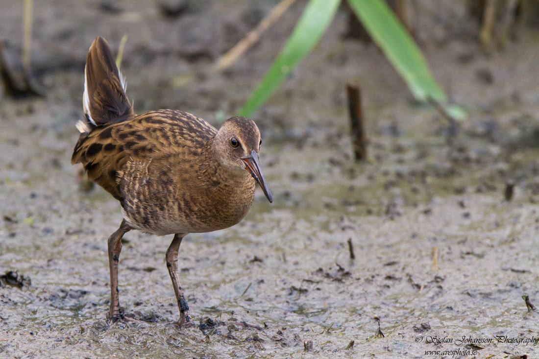 Vattenrall / Water Rail Rallus aquaticus 