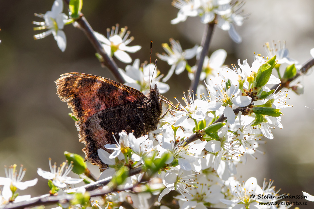 Videfuks / Yellow-legged Tortoiseshell