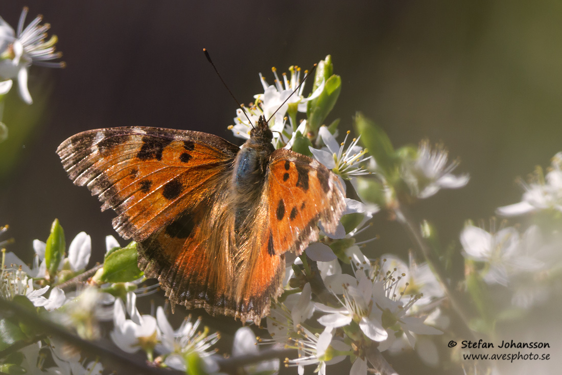 Videfuks / Yellow-legged Tortoiseshell