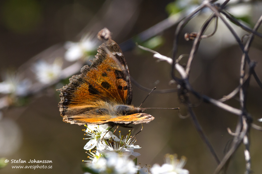 Videfuks / Yellow-legged Tortoiseshell