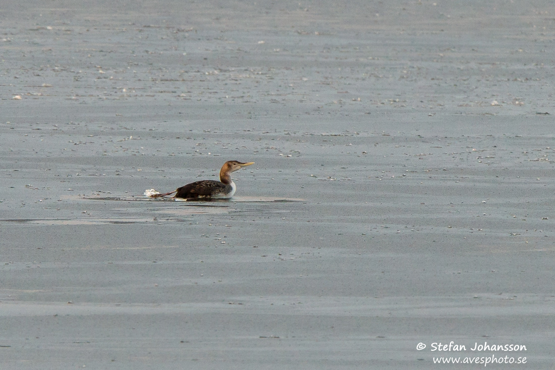 Vitnbbad islom / White-billed Diver Gavia adamsii