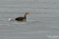 Vitnbbad islom / White-billed Diver Gavia adamsii