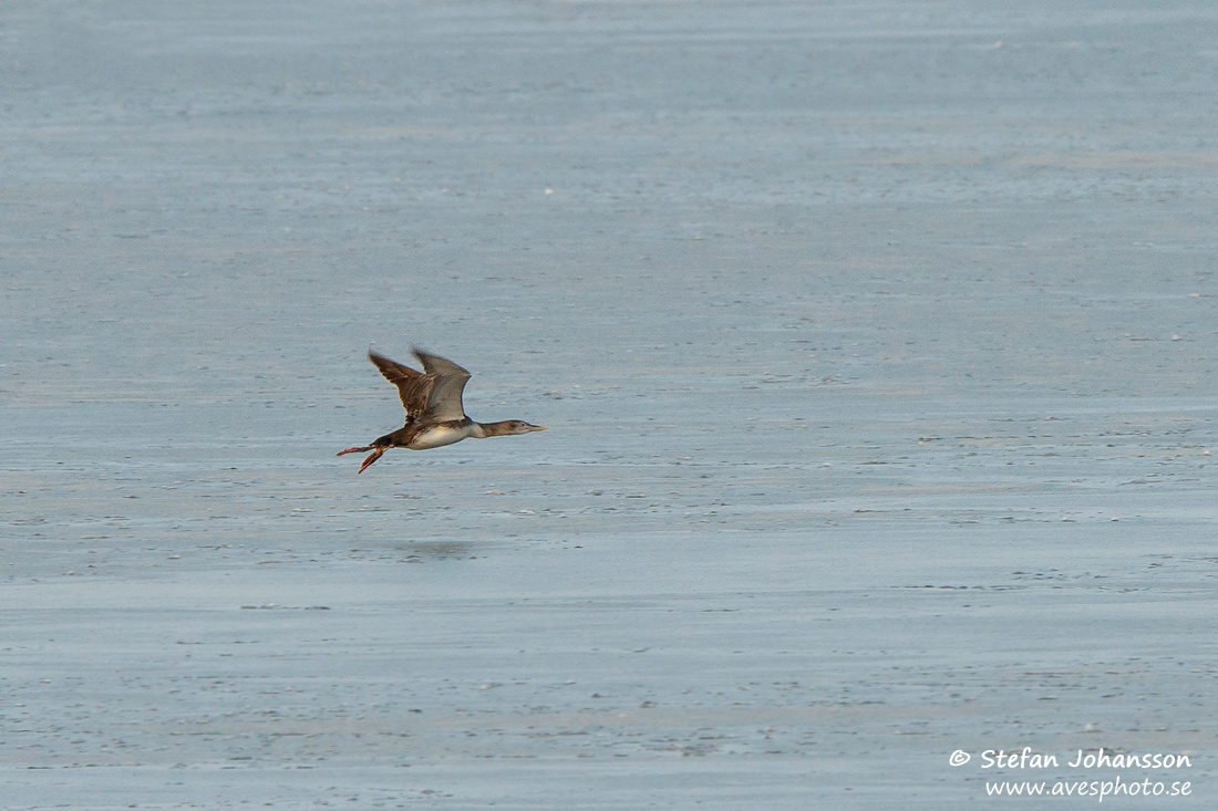 Vitnbbad islom / White-billed Diver Gavia adamsii