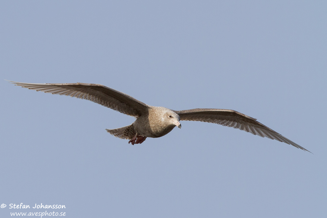 Vittrut / Glaucous Gull Larus hyperboreus 