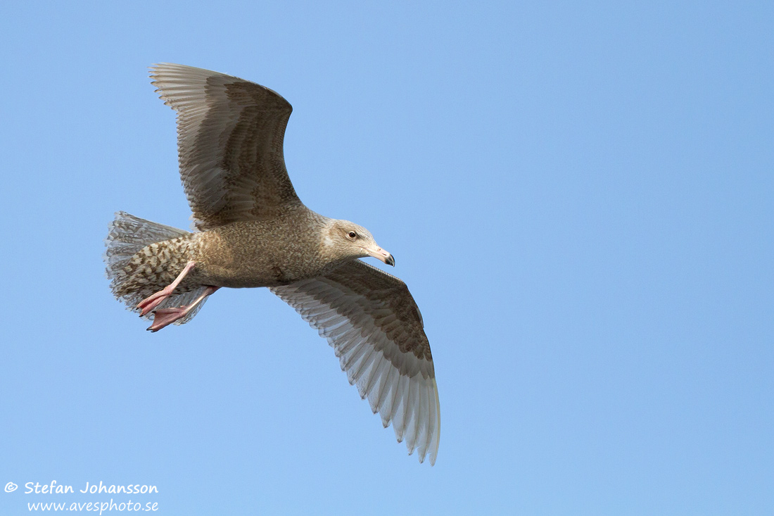 Vittrut / Glaucous Gull Larus hyperboreus 