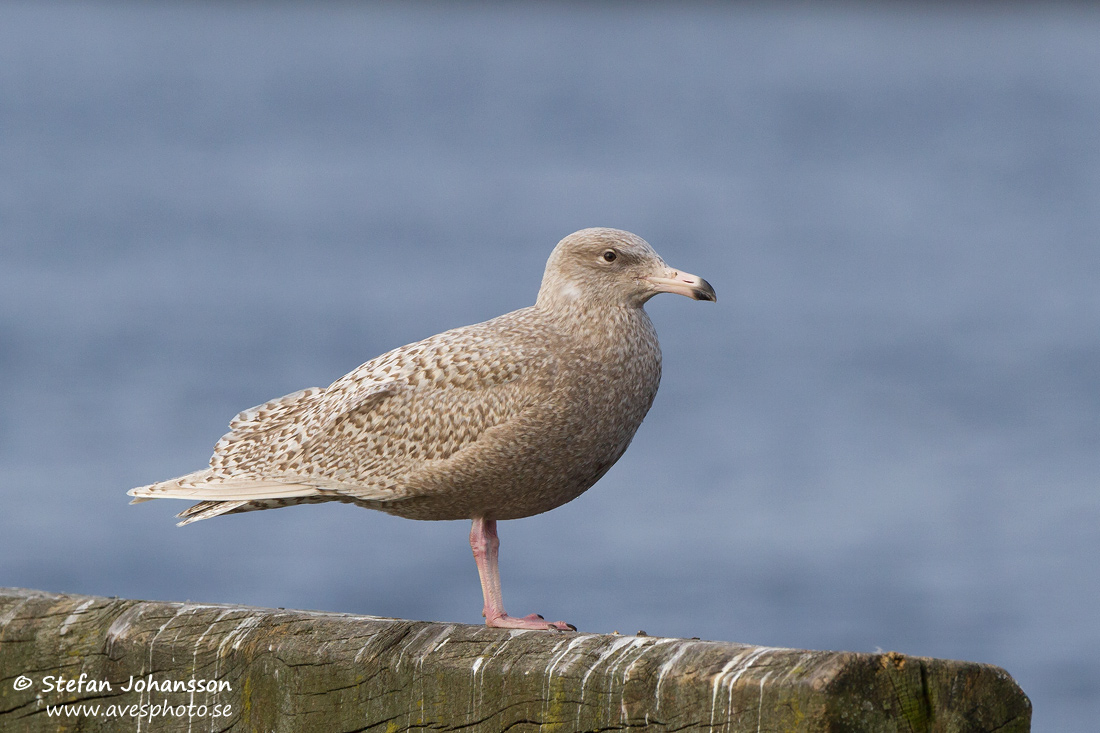 Vittrut / Glaucous Gull Larus hyperboreus 