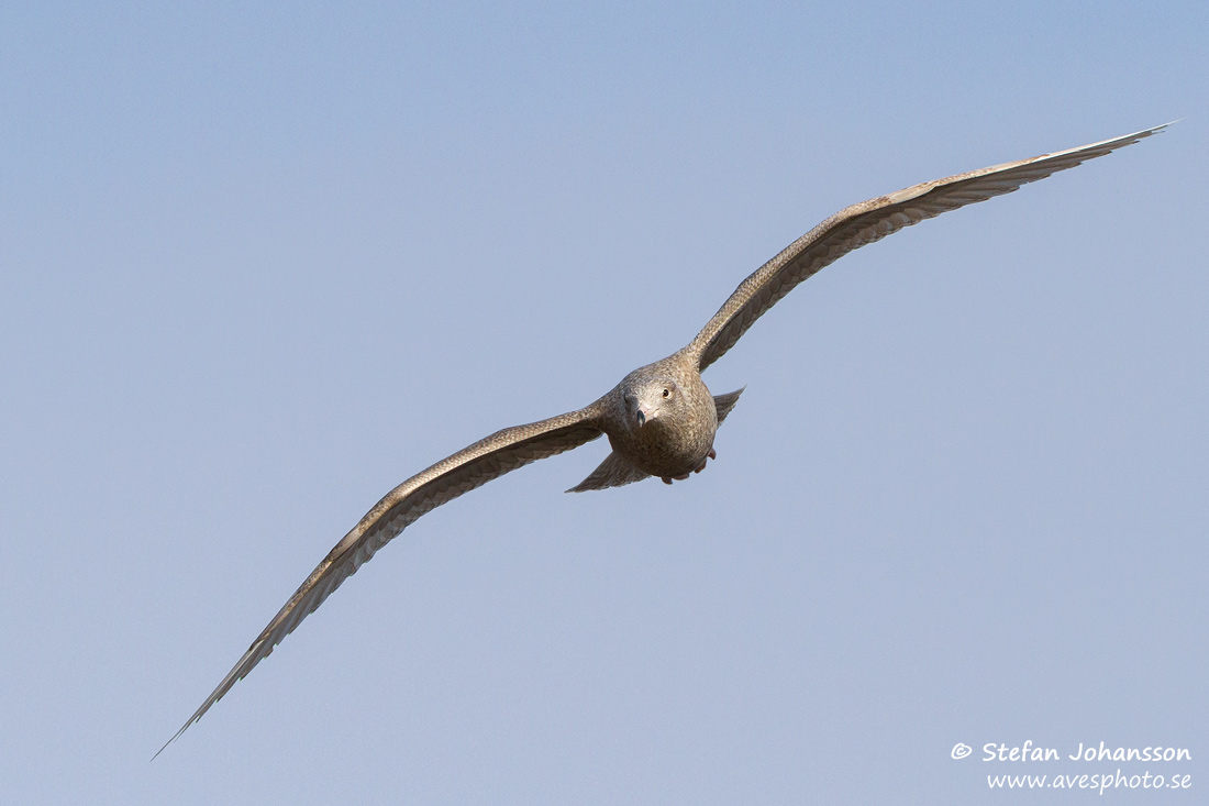 Vittrut / Glaucous Gull Larus hyperboreus 