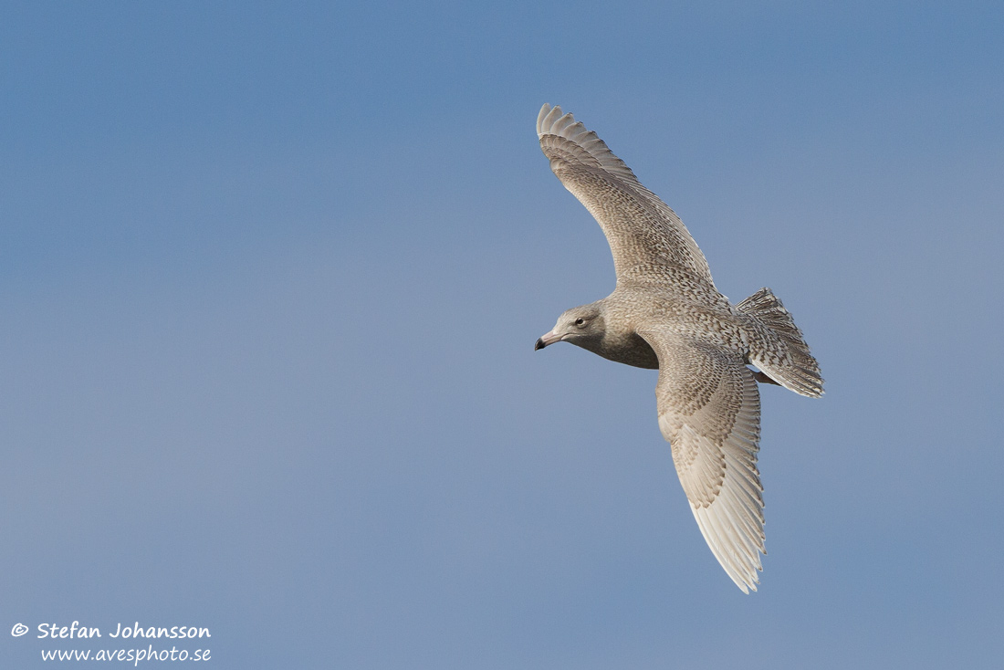 Vittrut / Glaucous Gull Larus hyperboreus 