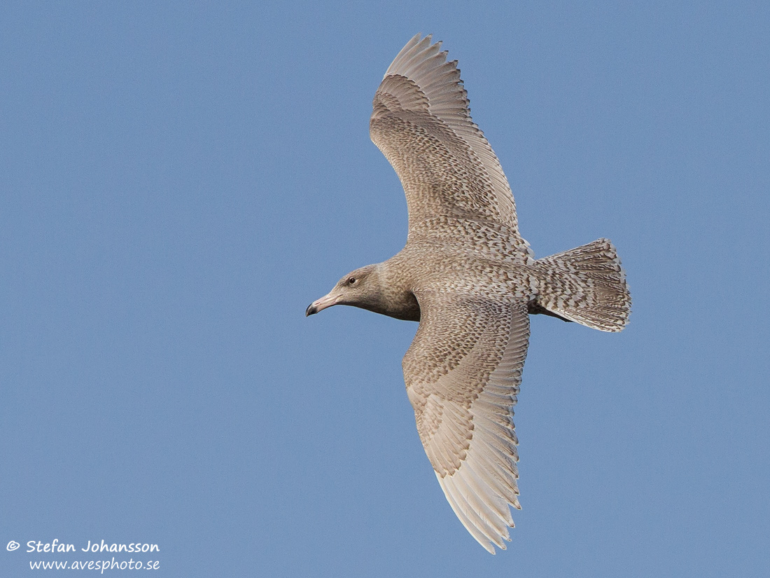 Vittrut / Glaucous Gull Larus hyperboreus 