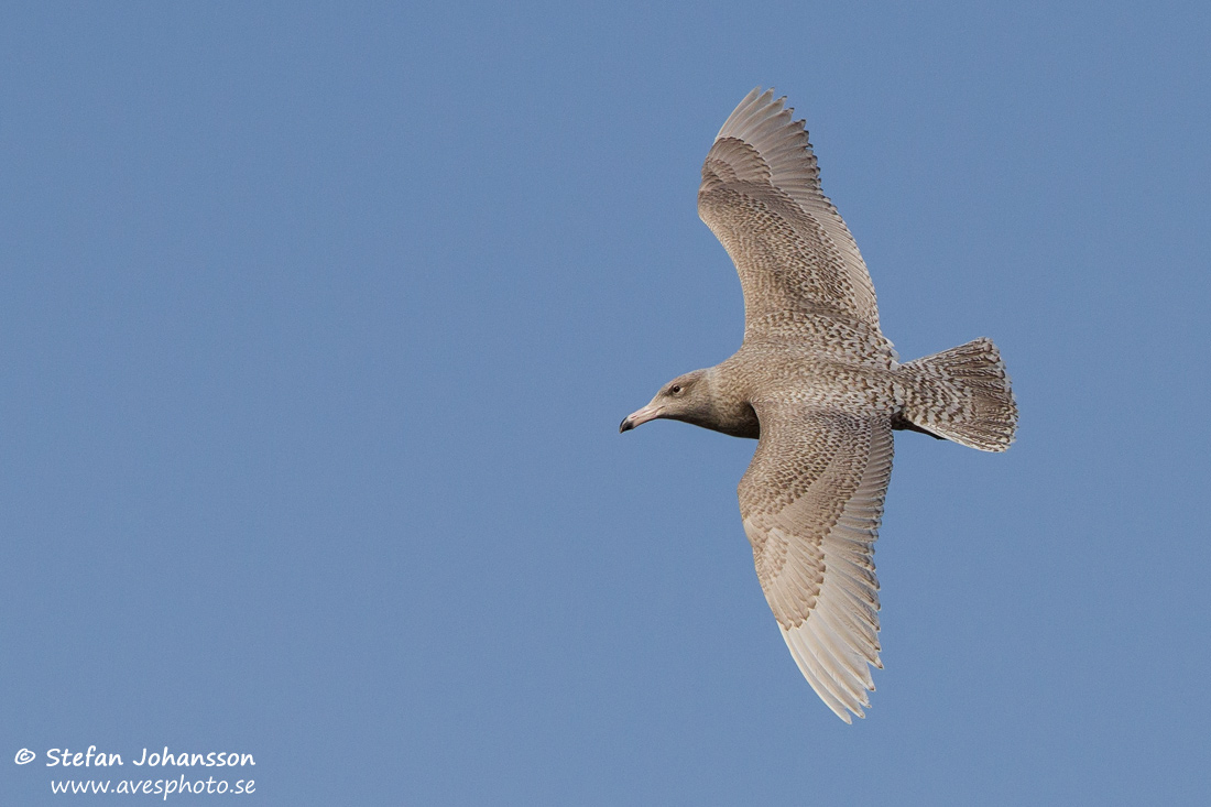 Larus hyperboreus 