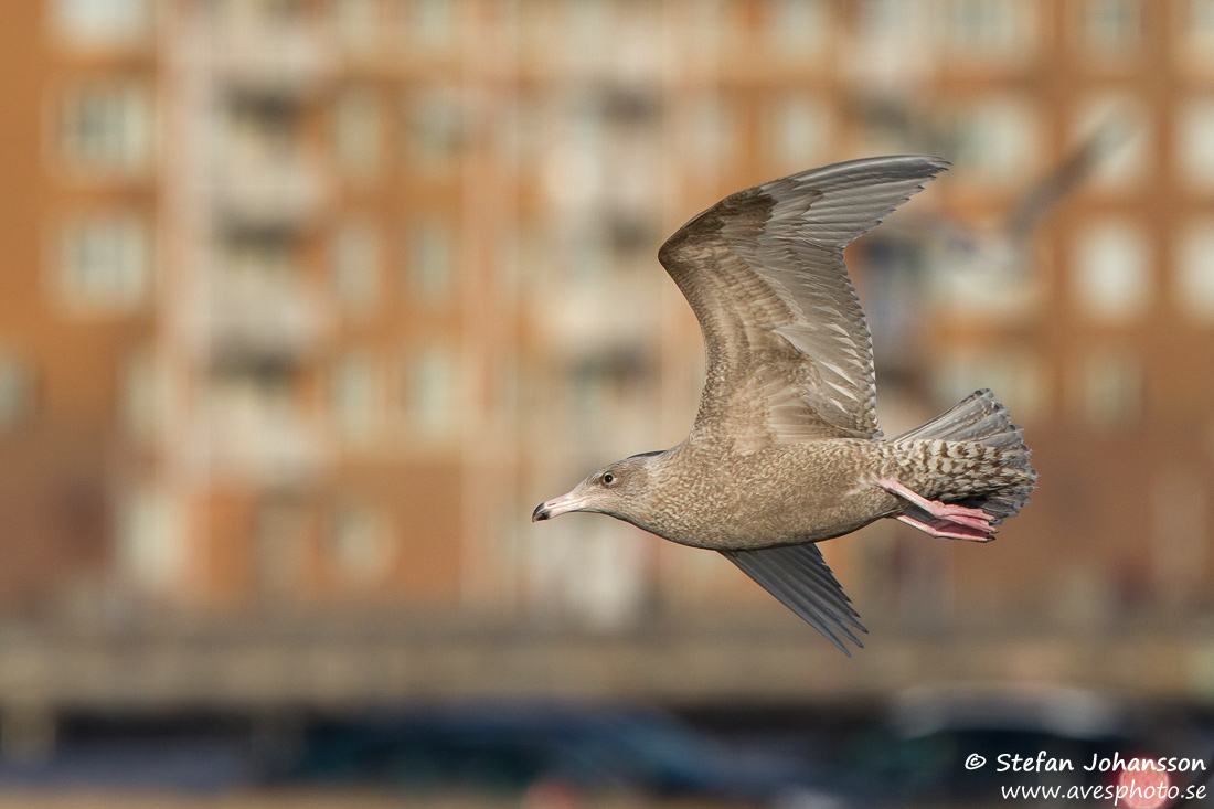 Vittrut / Glaucous Gull Larus hyperboreus 