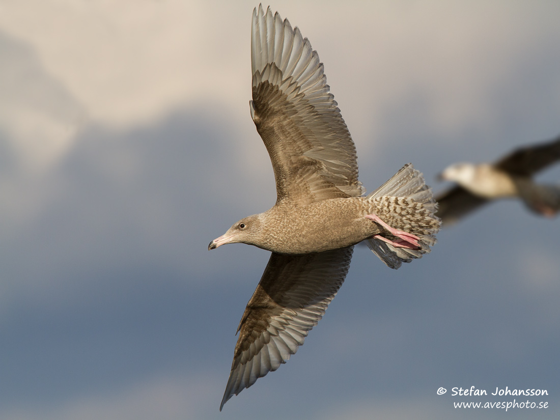 Vittrut / Glaucous Gull Larus hyperboreus 