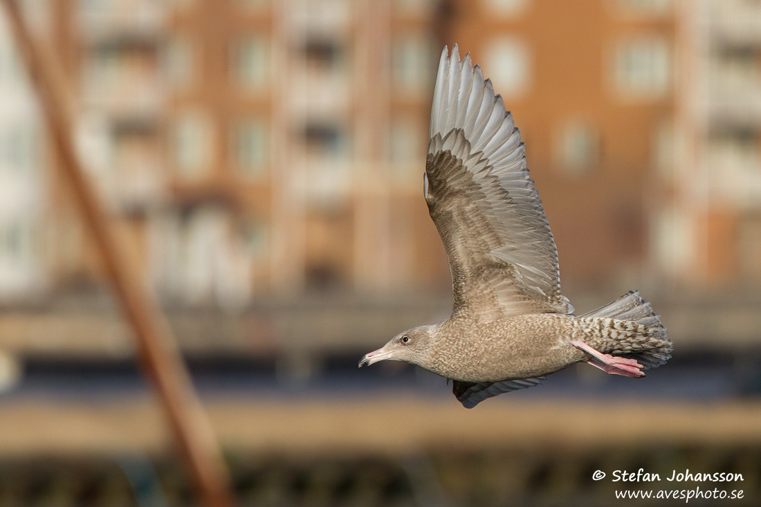 Vittrut / Glaucous Gull Larus hyperboreus 