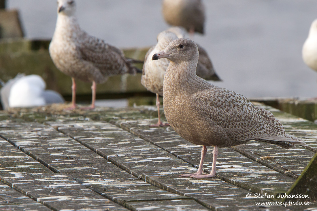 Vittrut / Glaucous Gull Larus hyperboreus 