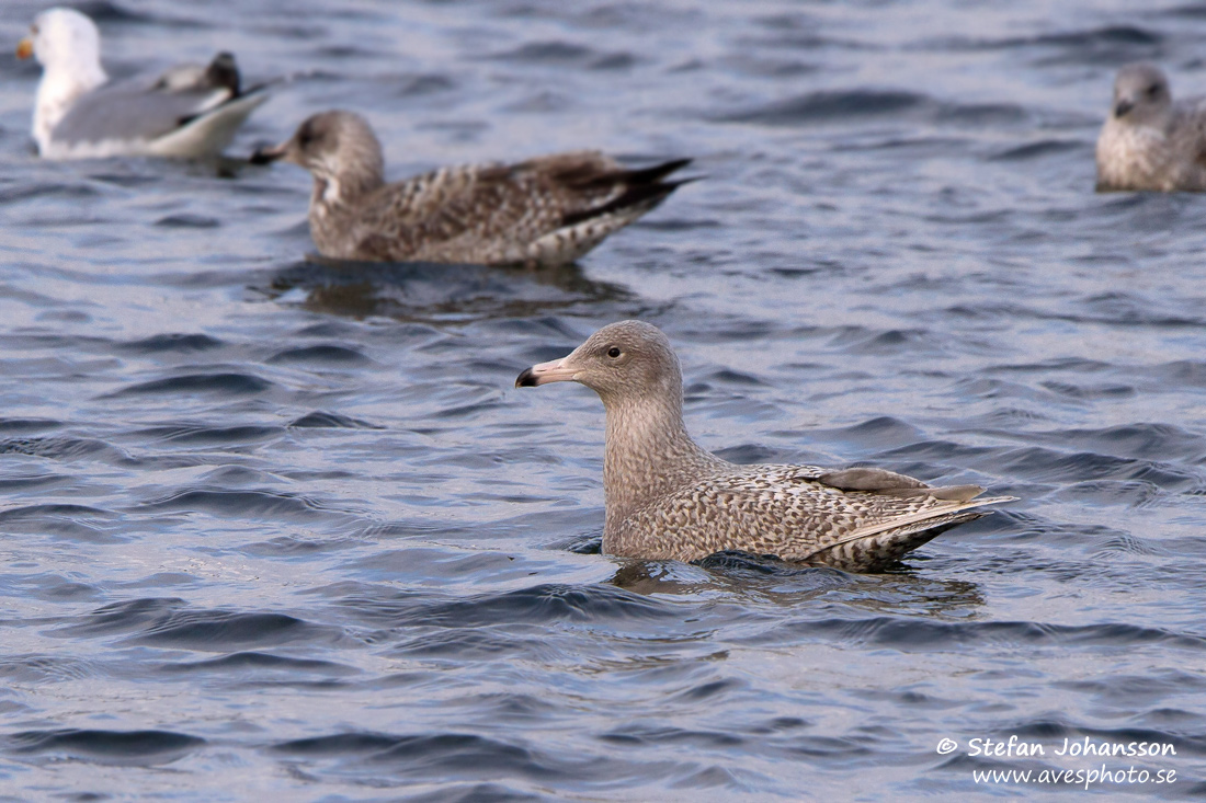 Vittrut / Glaucous Gull Larus hyperboreus 