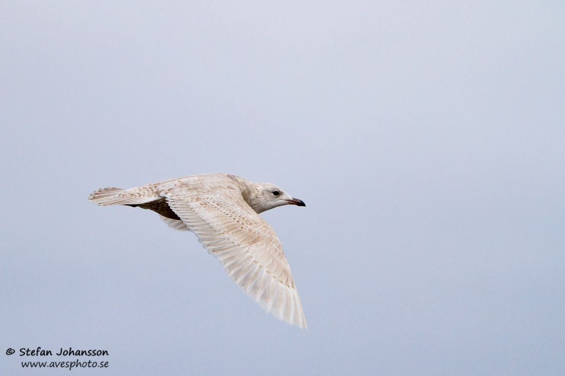 Vitvingad trut / Iceland Gull Larus glaucoides glaucoides 