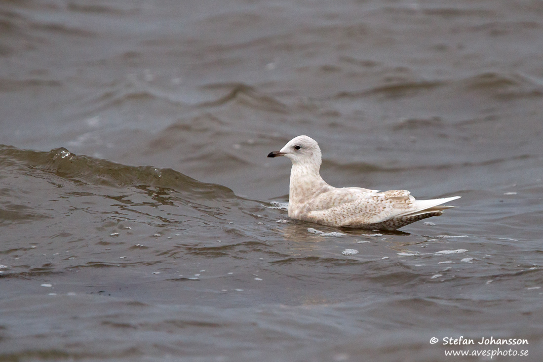 Vitvingad trut / Iceland Gull Larus glaucoides glaucoides 