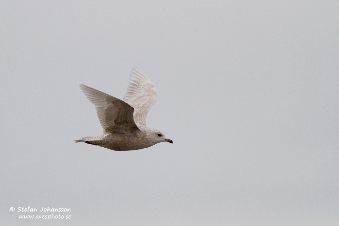 Vitvingad trut / Iceland Gull Larus glaucoides glaucoides 