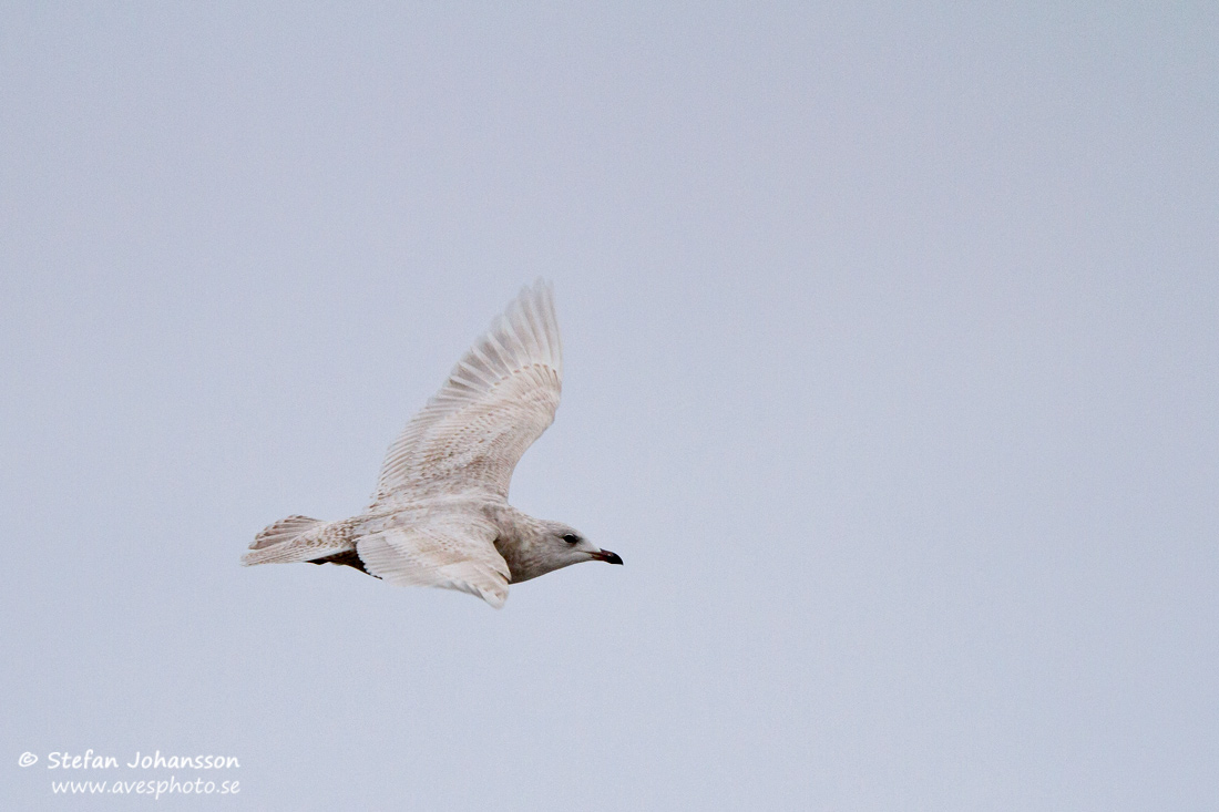 Vitvingad trut / Iceland Gull Larus glaucoides glaucoides 