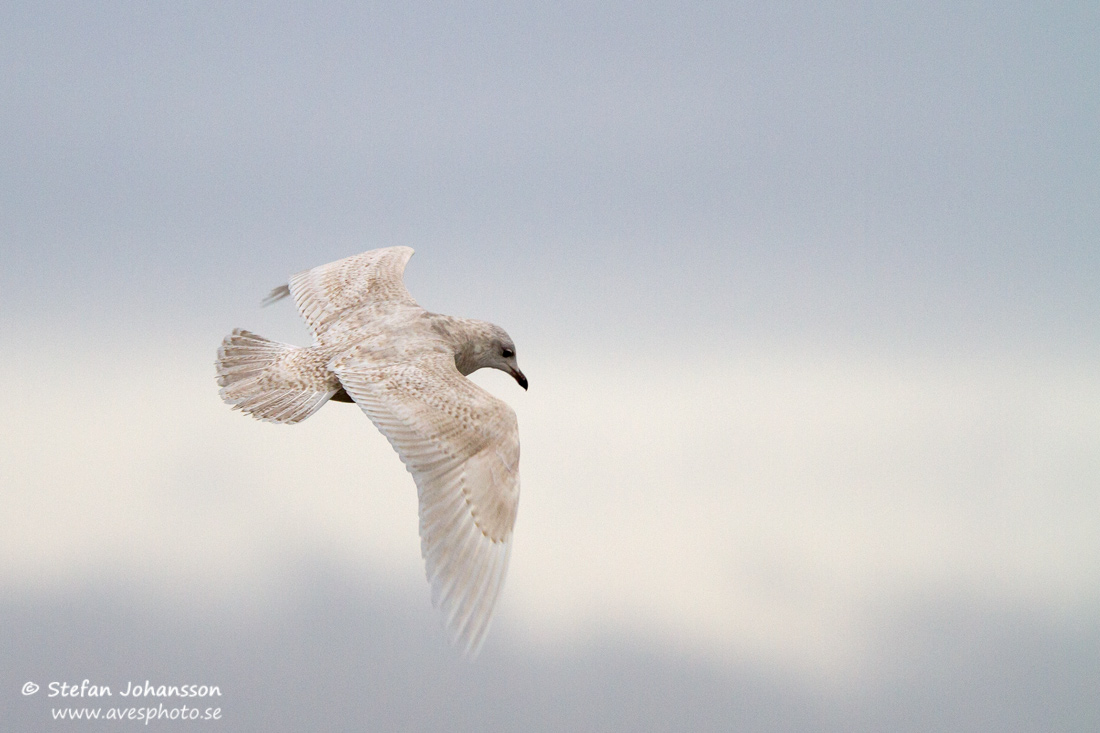 Vitvingad trut / Iceland Gull Larus glaucoides glaucoides 