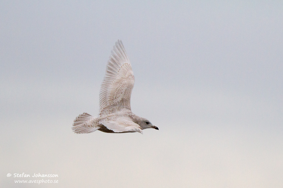 Vitvingad trut / Iceland Gull Larus glaucoides glaucoides 