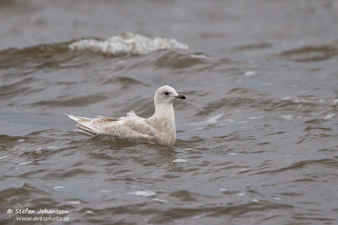 Vitvingad trut / Iceland Gull Larus glaucoides glaucoides 