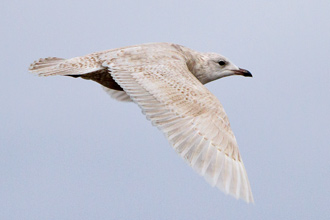 Vitvingad trut / Iceland Gull  