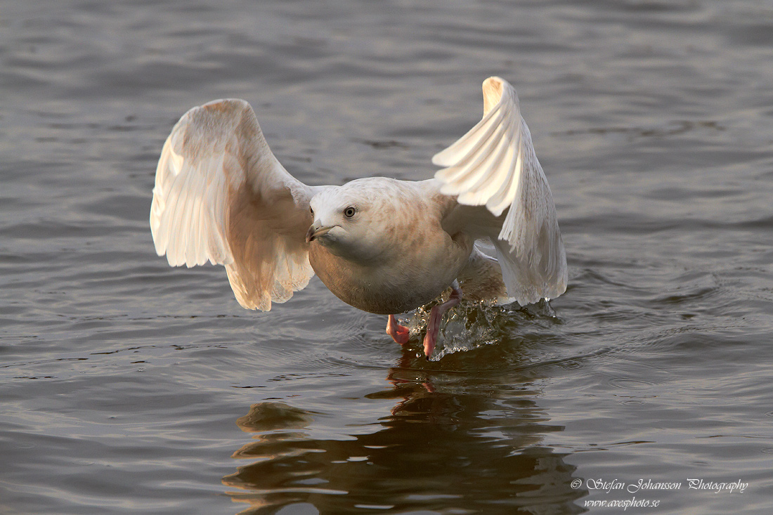 Vitvingad trut / Iceland Gull Larus glaucoides 