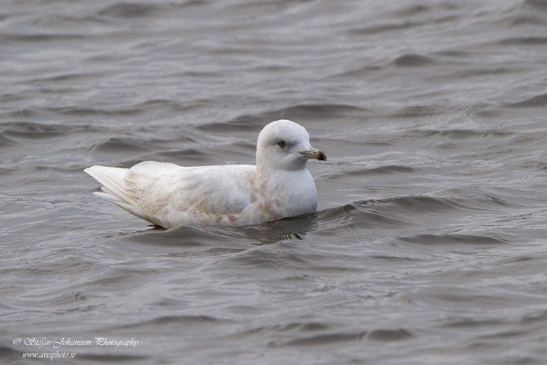 Vitvingad trut / Iceland Gull Larus glaucoides 