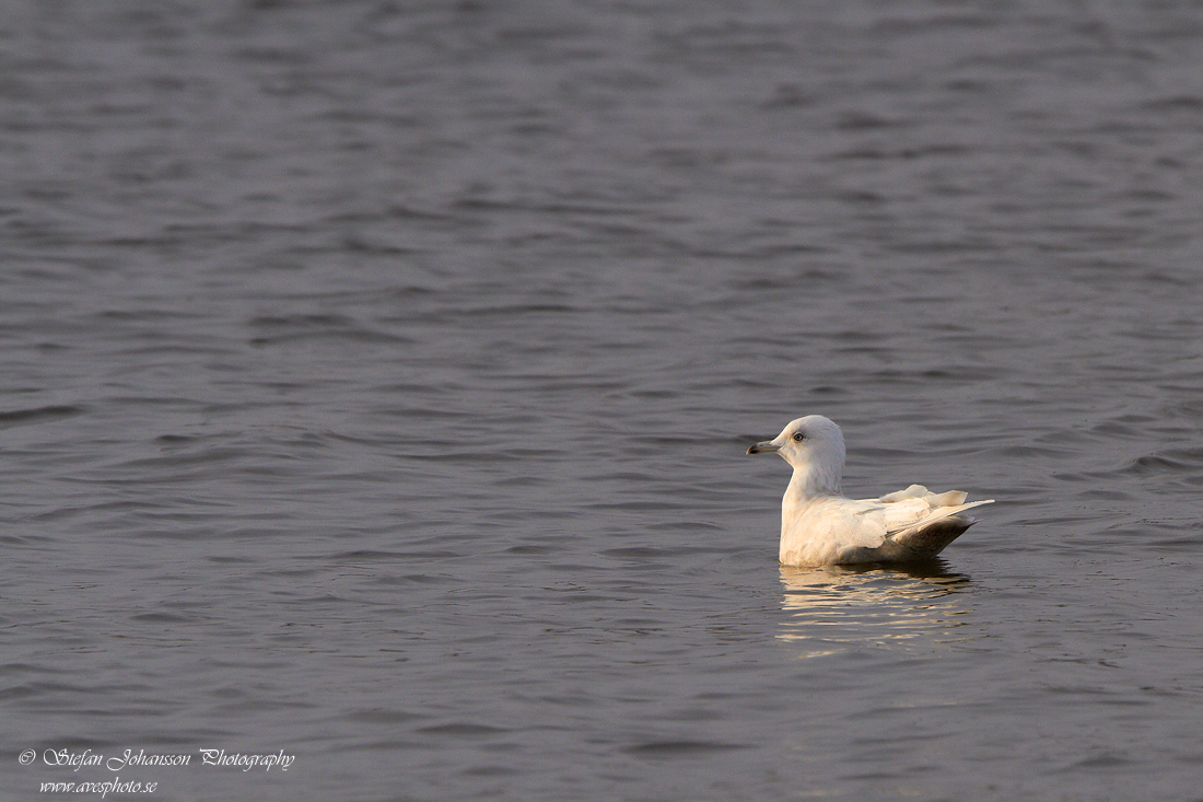 Vitvingad trut / Iceland Gull Larus glaucoides 