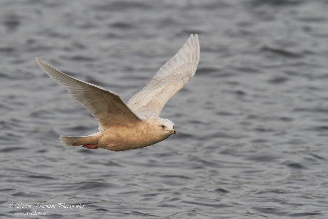 Vitvingad trut / Iceland Gull 