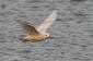 Vitvingad trut / Iceland Gull 