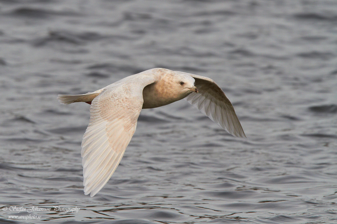 Vitvingad trut / Iceland Gull 